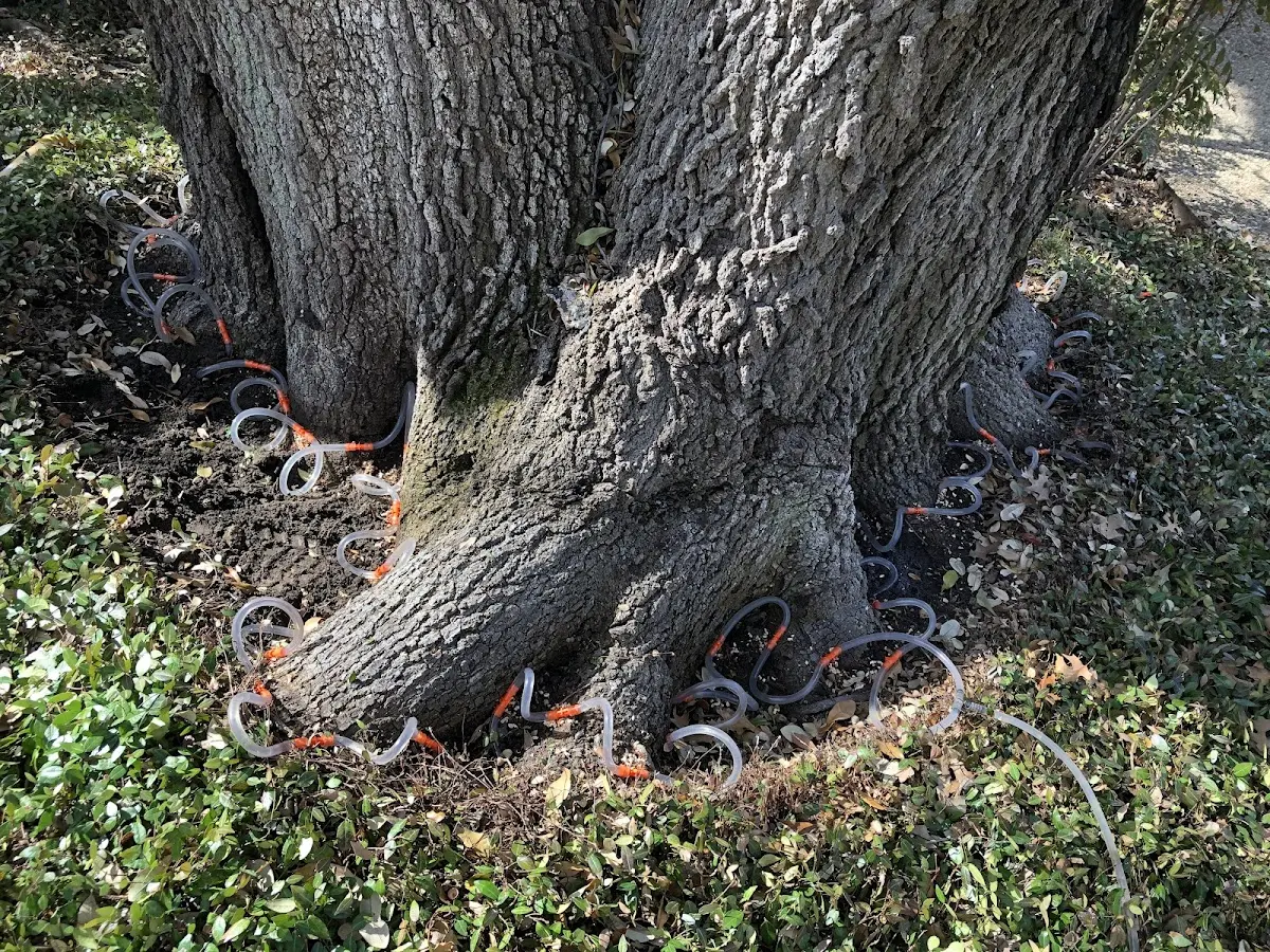 Detailed Tree Cabling and Bracing job site in Copeville