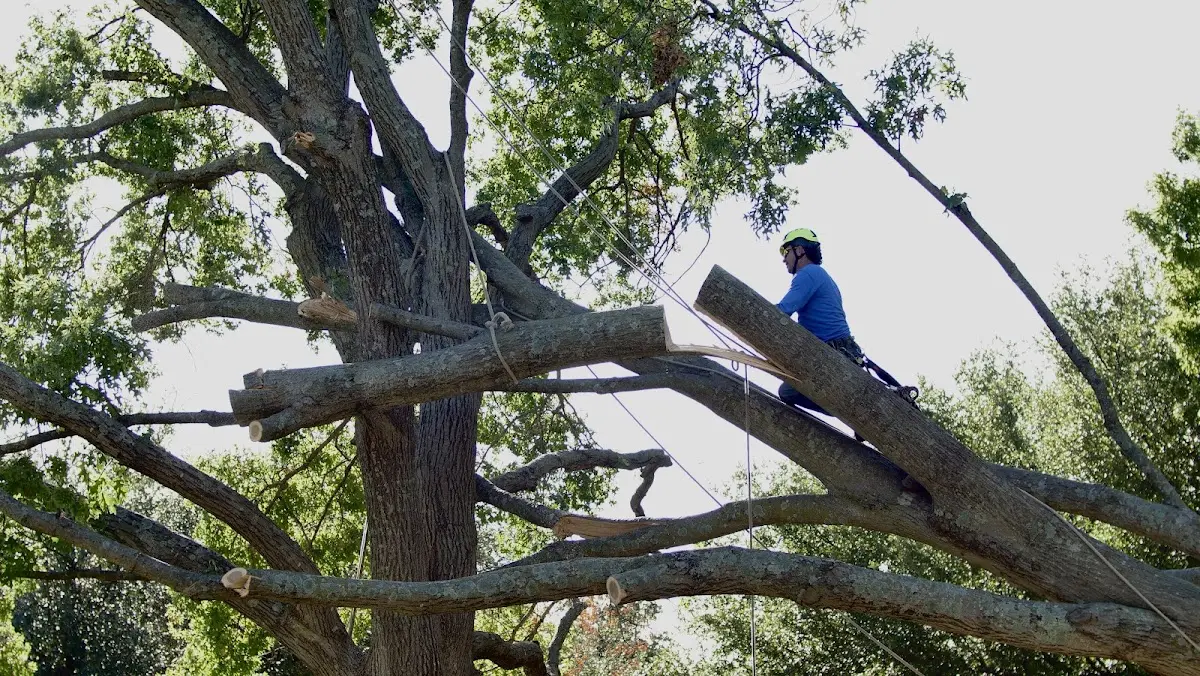 Professional Crown Thinning performed by certified arborists in Copeville